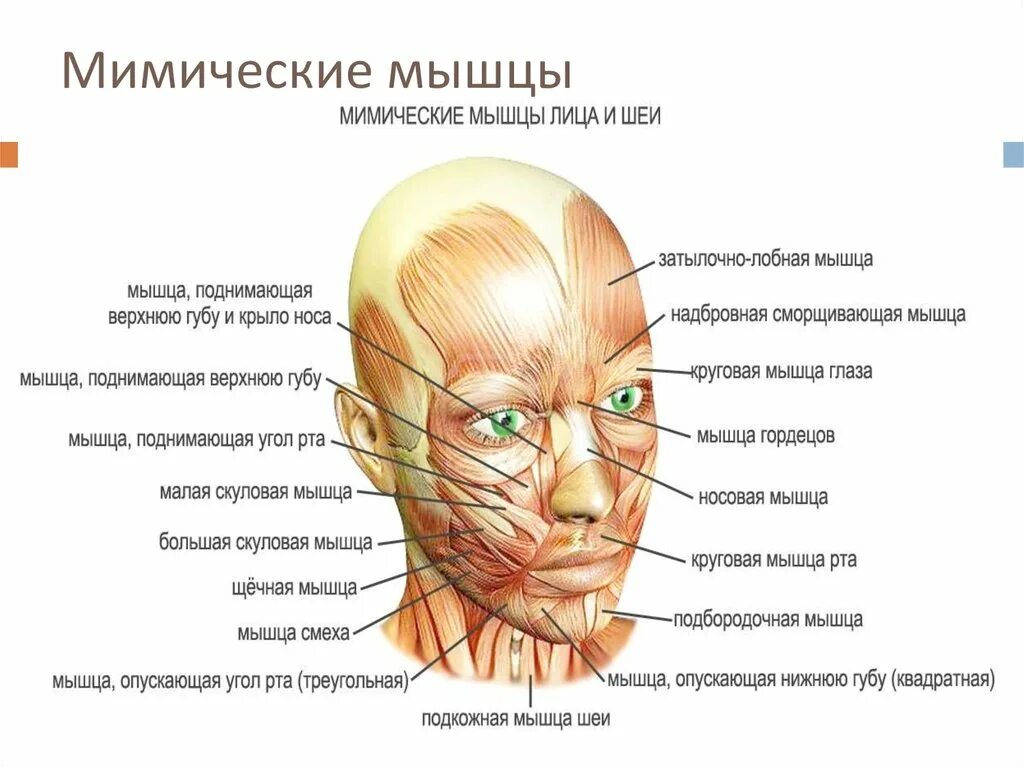 Движения мимических мышц. Анатомия и физиология лица человека для косметологов. мимические мышцы лица анатомический атлас. мышцы лица анатомия для косметологов для массажа. строение мышц лица человека.