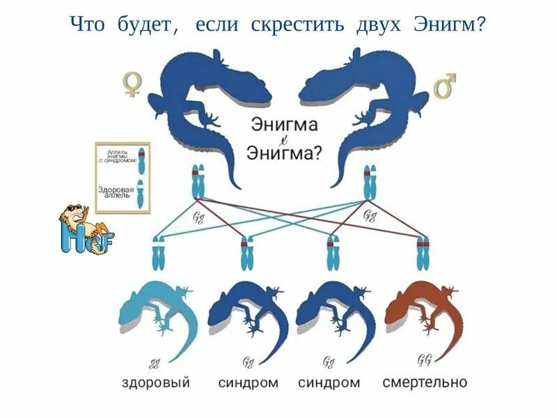 эублефар энигма. эублефар синдром энигмы. синдром энигмы у эублефаров. синдром энигмы у эублефаров. эублефар синдром энигмы.