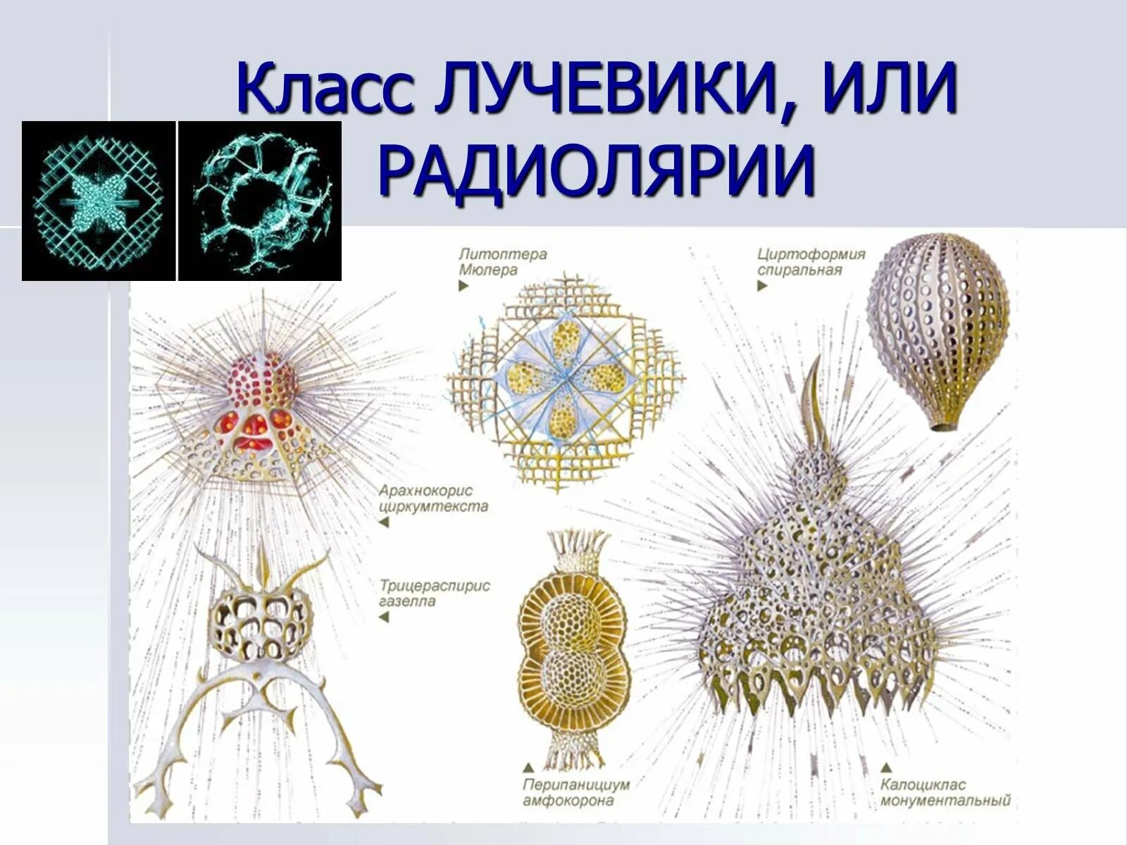 Представители группы простейших. Тип радиолярии лучевики. Фораминиферы солнечники лучевики. Радиолярии солнечники лучевики. Одноклеточные лучевики.