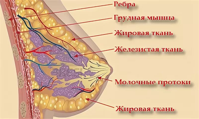 Молочная железа ткань