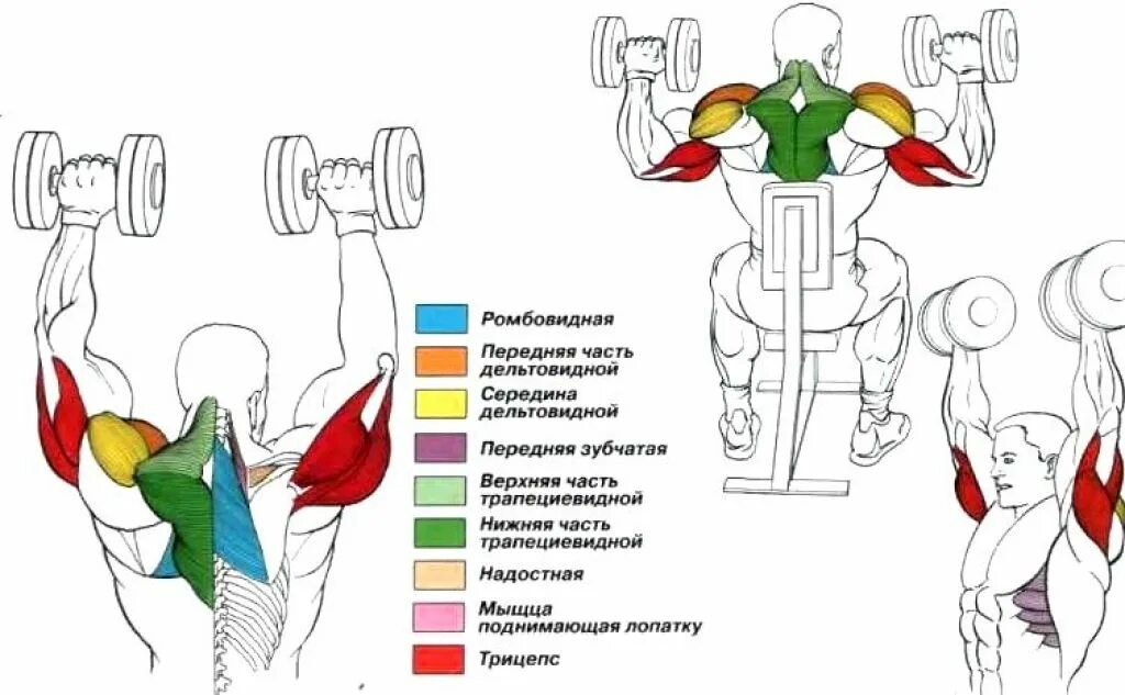 Жим гантелей вверх мышцы. Поочередный жим гантелей сидя. Жим гантелей передняя Дельта. Схема упражнения жим гантелей стоя.