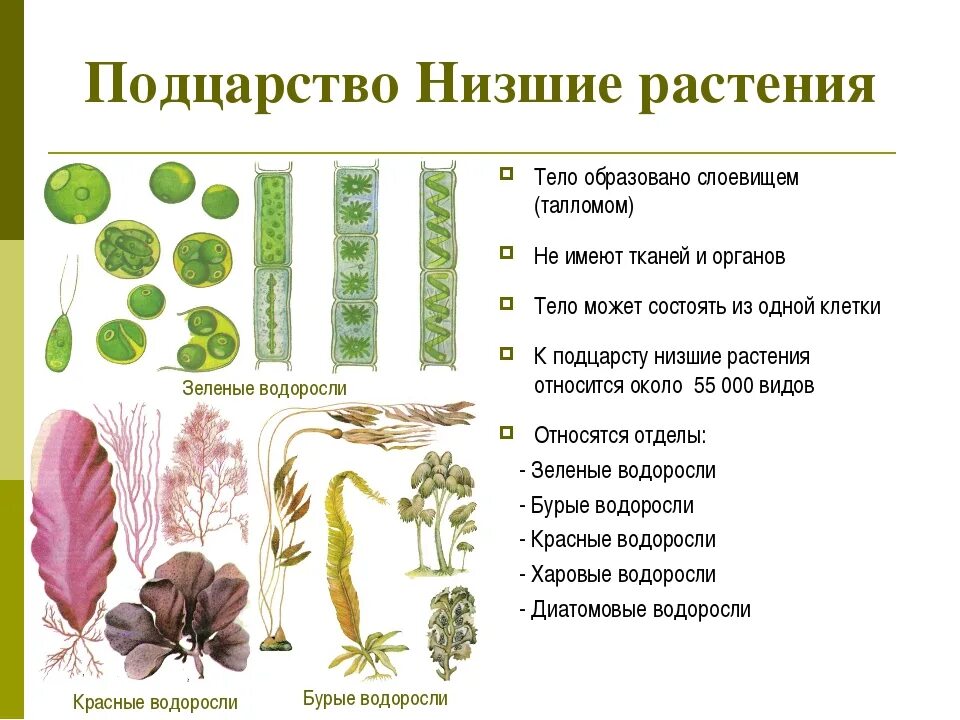 Водоросли как низшие растения. Царство растения Подцарство низшие растения. Группа низших растений. Строение низших растений.