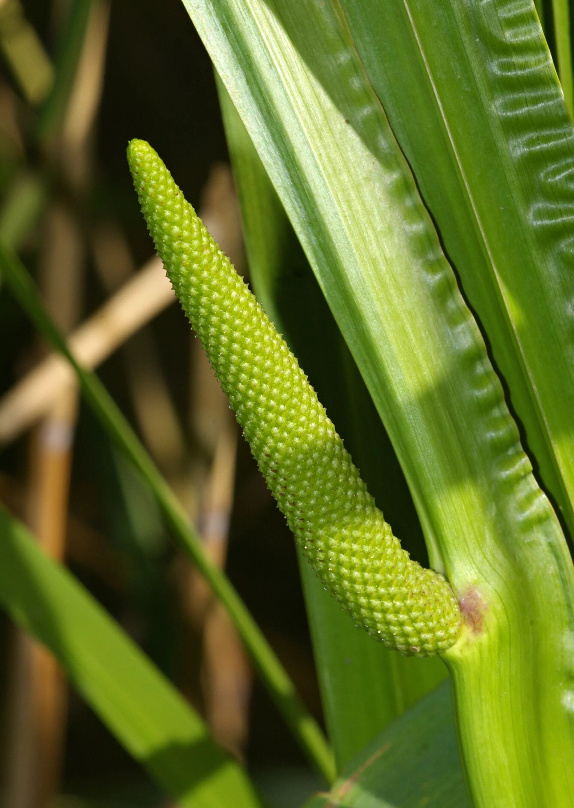 АИР обыкновенный - Acorus Calamus. АИР болотный (Acorus Calamus). АИР обыкновенный (Acorus Calamus l.). АИР болотный (Acorus Calamus l.).. Покажи аир