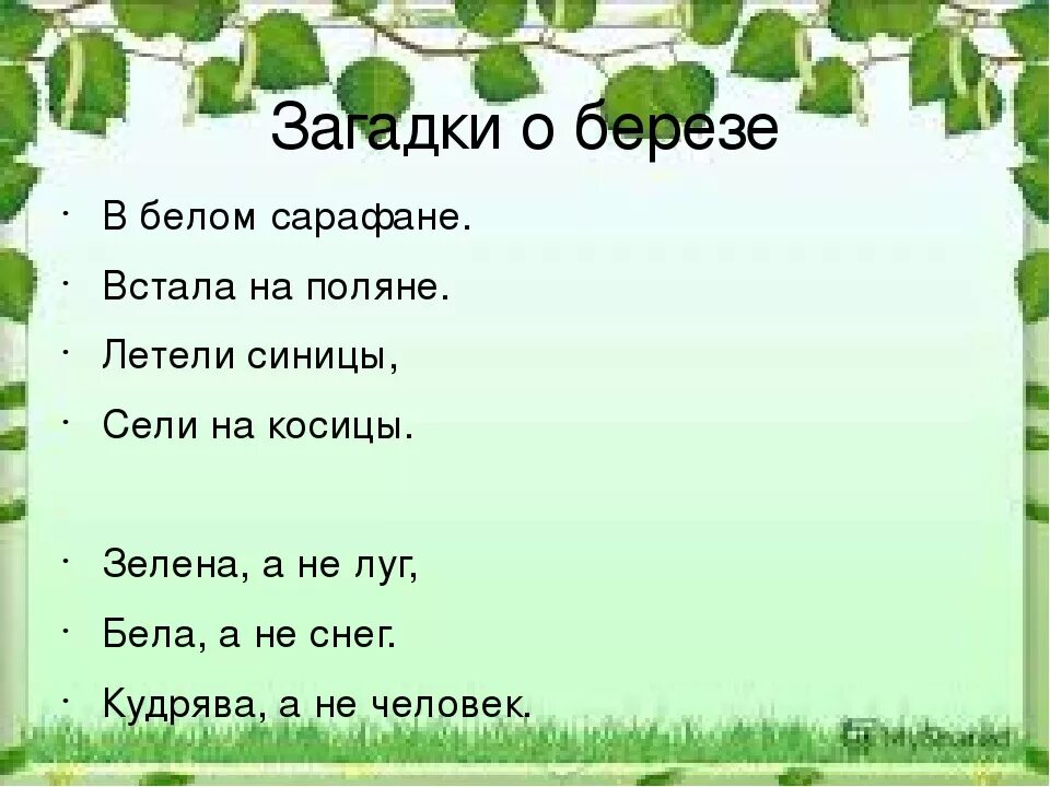 Загадка про березу. Загадка про березу для детей. Загадка про березку. Детские загадки про березу. Составить слово березка