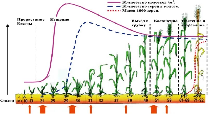 Глубина посева пшеницы. Формирование урожая зерновых культур. Наивысшая продуктивность выращивания пшеницы. Пространственная изоляция посевов зерновых. Потенциальная продуктивность зерновых культур.