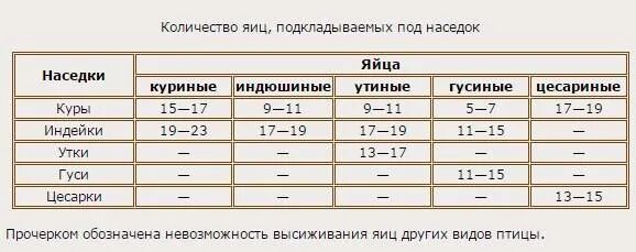 На скольких яйцах сидит индоутка. Сколько яиц подкладывать под курицу наседку. Сколько под курицу подкладывают яиц куриных. Какое количество яиц нужно подкладывать под квочку. Сколько нужно подложить яиц под квочку.