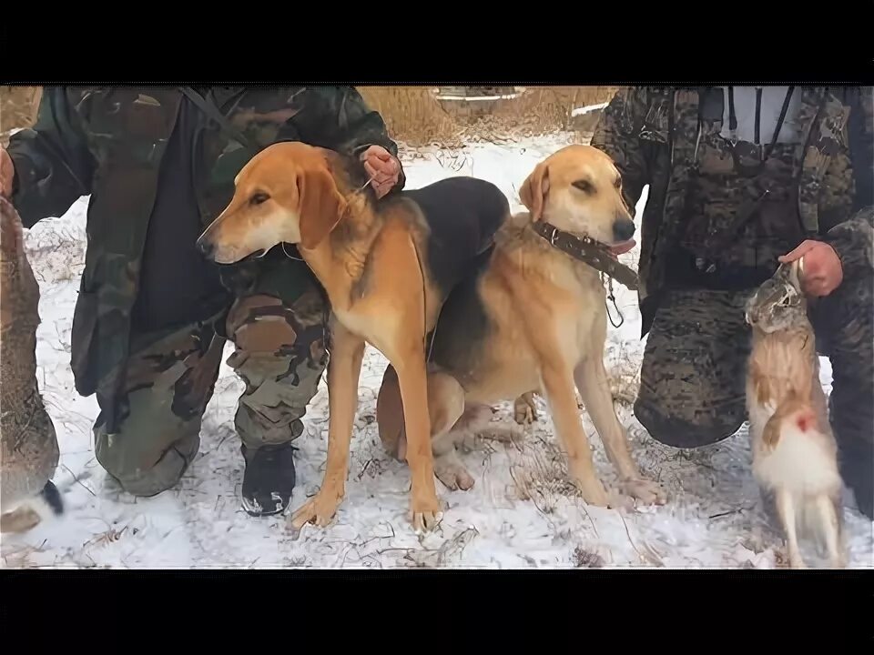 Охота с гончими на зайца 2019. Охота на зайца беляка с русскими гончими. Охота с гончей видео. Царская охота с гончими. Охота с гончими на зайца беляка.