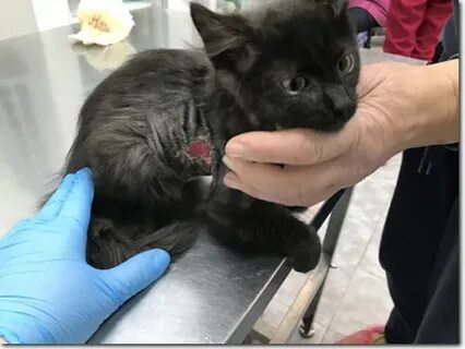 Глюкоза котам подкожно