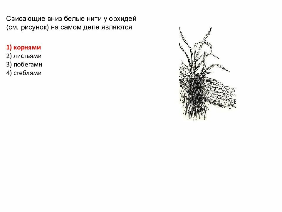 Белые нити слова. . Свисающие вниз белые нити у орхидей (см. рисунок. Свисающие корни рисунок.