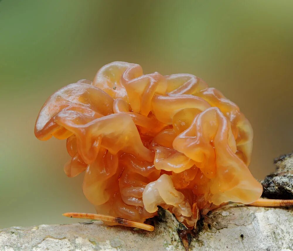 Дрожалка оранжевая гриб. Слизевик Дрожалка оранжевая. Тремелла листоватая. Дрожалка Жемчужная гриб.