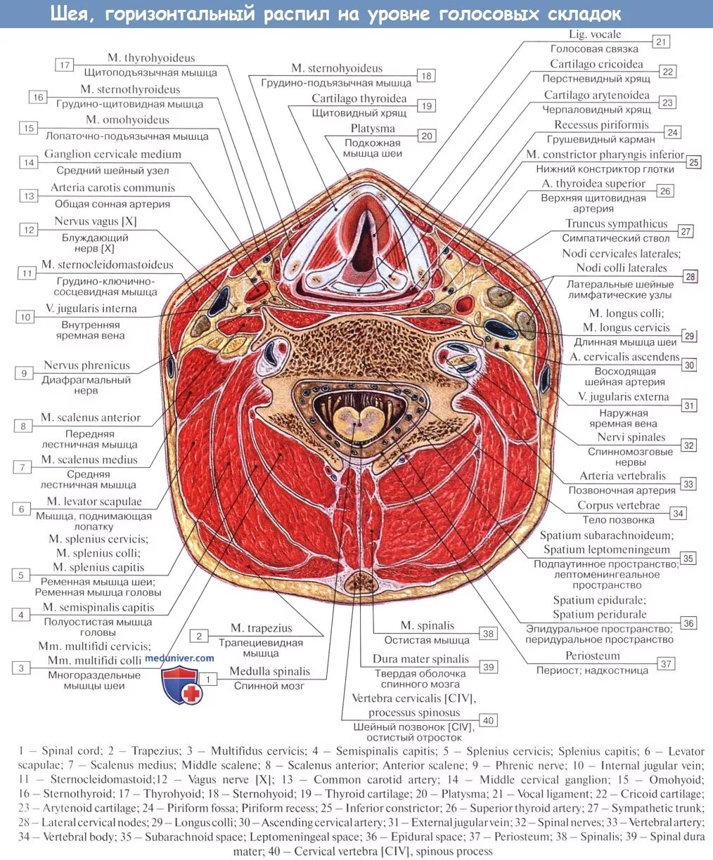 Spatium retropharyngeum. Поперечный распил шеи топографическая анатомия. Поперечный срез шеи топографическая анатомия. Поперечный срез шеи схема. Мышцы и фасции шеи анатомия.