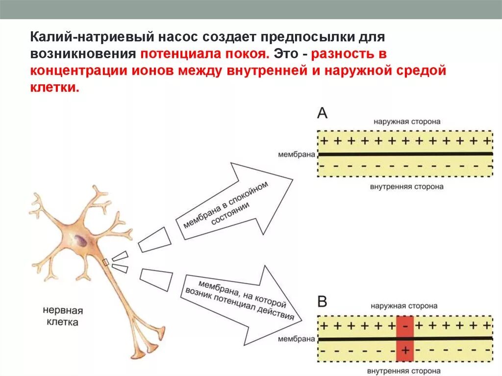 Нервные действия. Мембранный потенциал нейрона. Мембранный потенциал нервной клетки. Мембрана нейрона в состоянии покоя имеет. Схема потенциала действия нервной клетки.