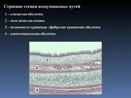 Слизистая оболочка органов дыхания