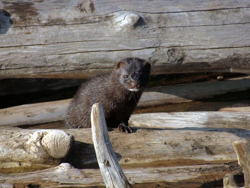 Норка работа. Норка зверек. Норковая звероферма в дании. Звероферма соколовский. Норка работа.