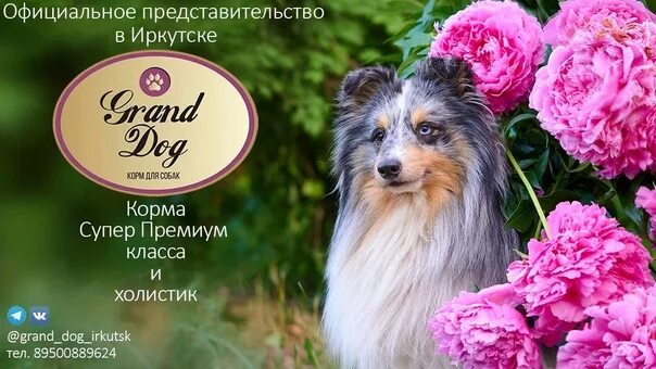 Гранд чемпион РКФ 2022. Название мероприятия о собаках. 13 Августа выставка собак Ярославль. Выставки собак в августе 2022.