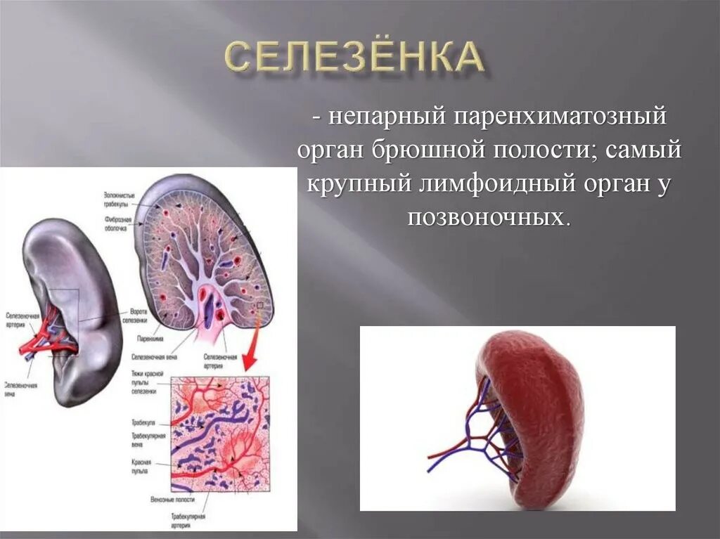 Селезенка определение. Селезенка. Селезенка человека. Селезенка нормальная анатомия. Строение человека селезенка.