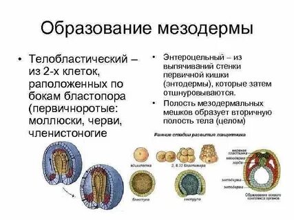 Мезодерма формируется на стадии