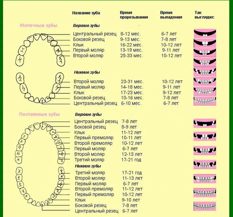 Сколько зубов должно вылезти. Порядок прорезывания постоянных зубов схема. Схема прорезывания молочных зубов у детей до 2 лет. График прорезывания постоянных зубов у детей. Как растут коренные зубы у детей схема.