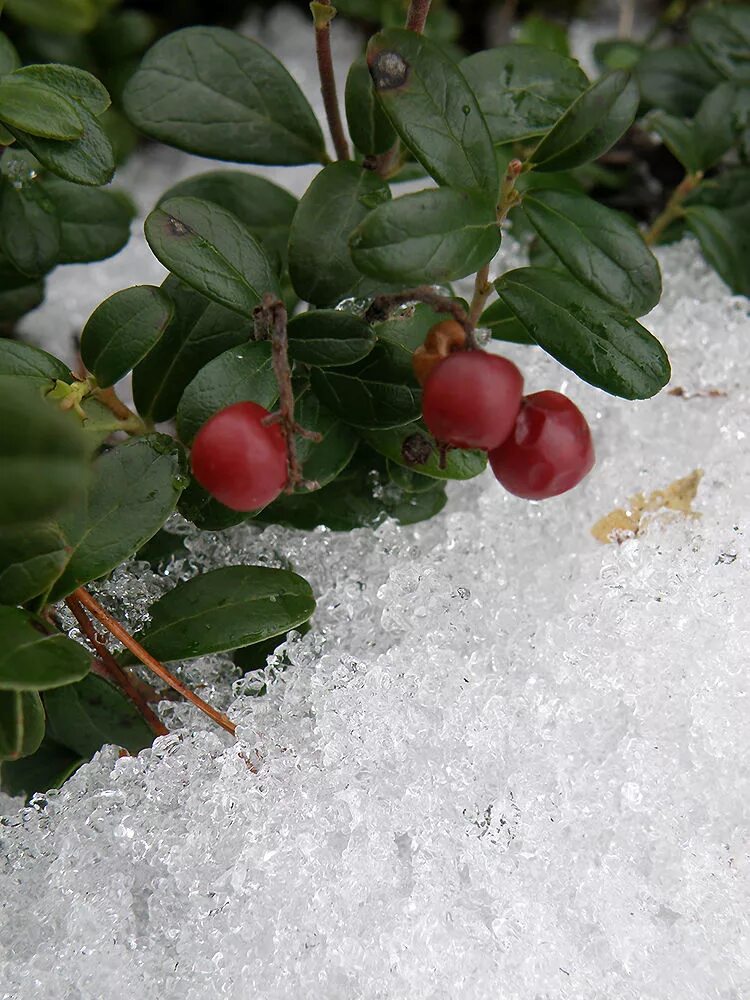Клюква зимует. Клюква зимой. Клюква зимой. Клюква и брусника. Снежная брусника.