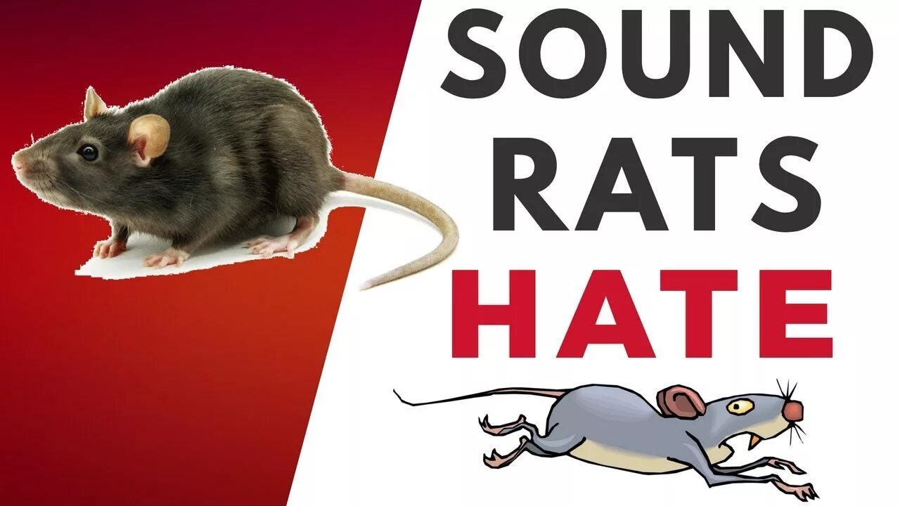 Mouse Sounds. Clipart hate rats. Anti Mouse. Звуки крыс и мышей слушать