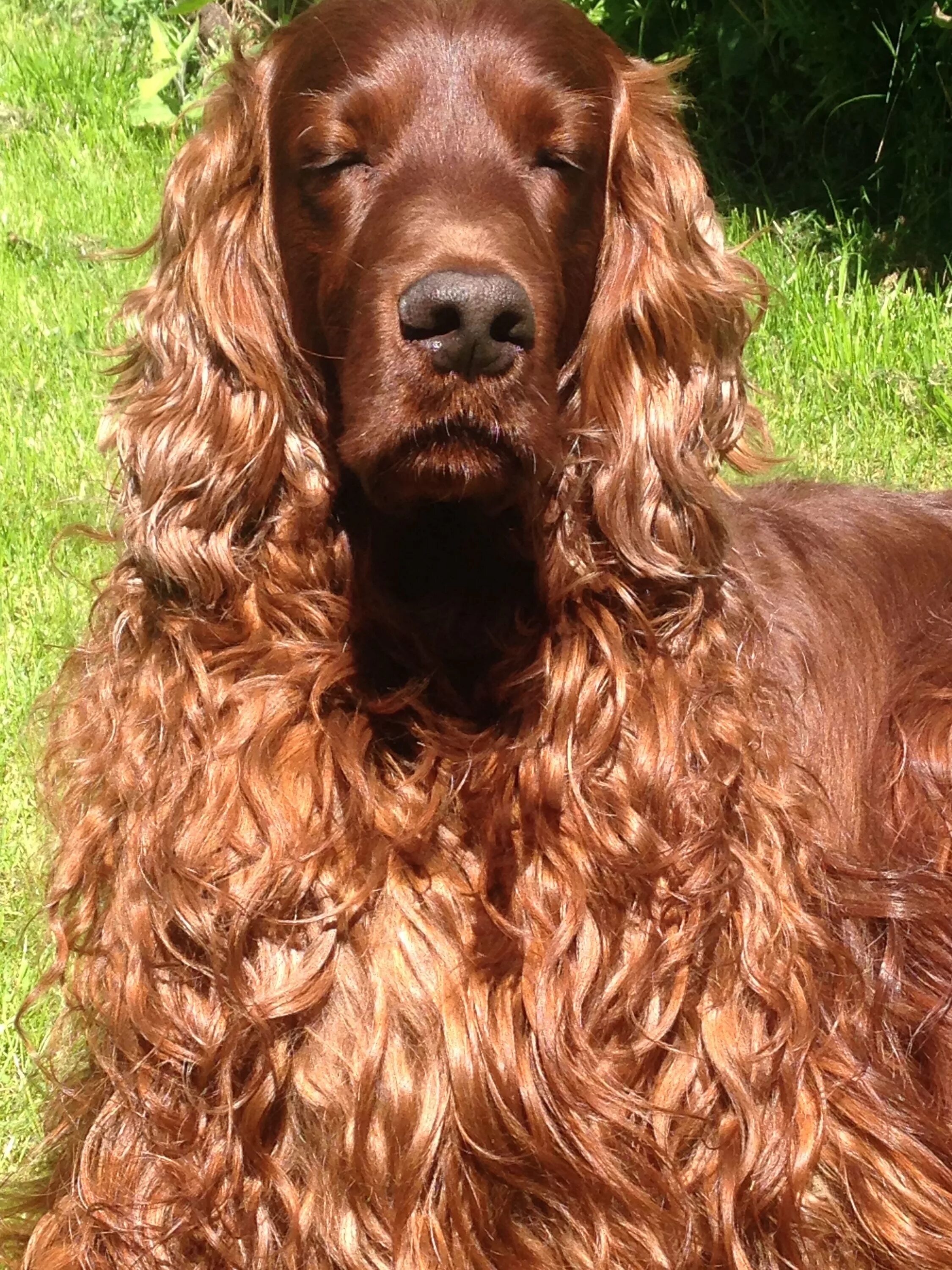 Сеттер порода. Ирландский сеттер охотничья. Рыже коричневая собака. Ирландский сеттер черный. Ирландский сеттер.