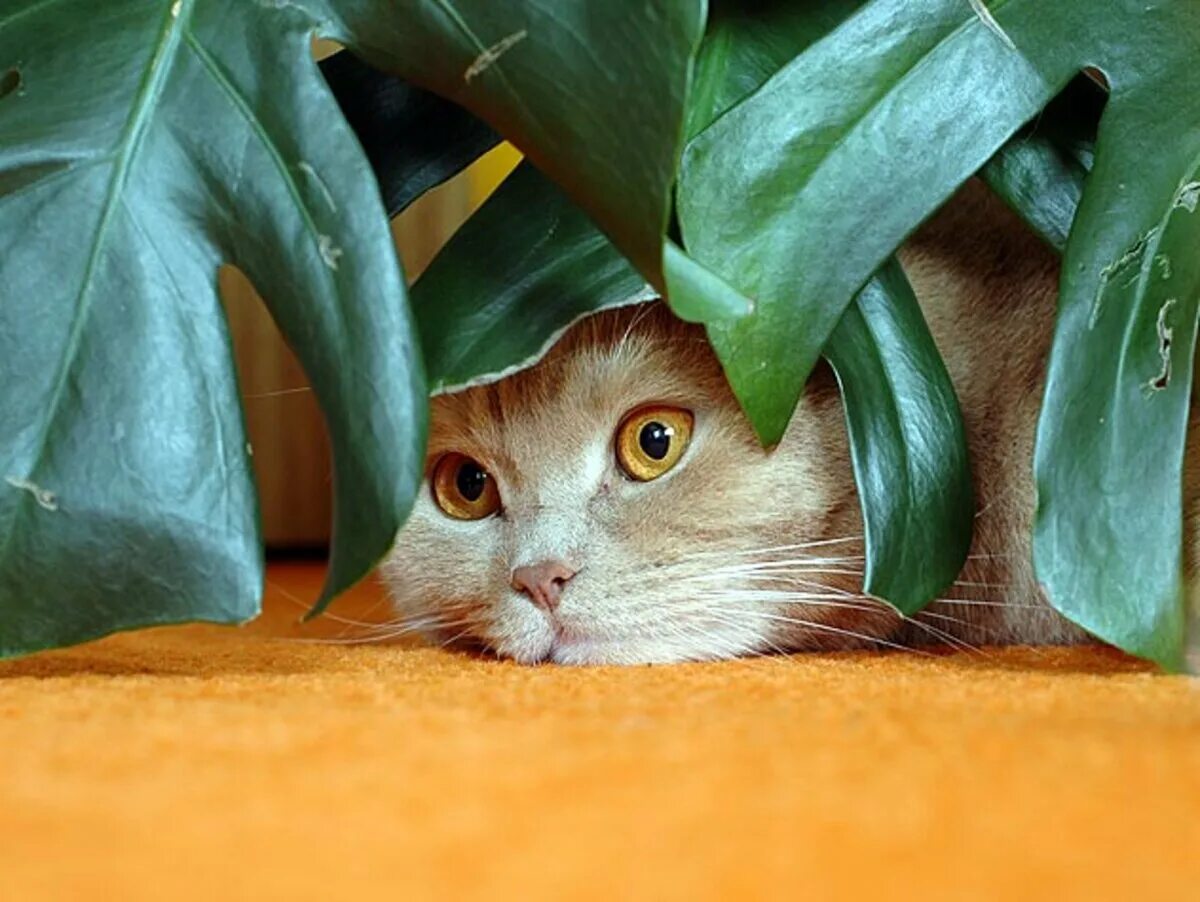 Cat plants