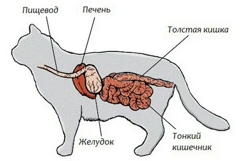 Собака проблемы с жкт