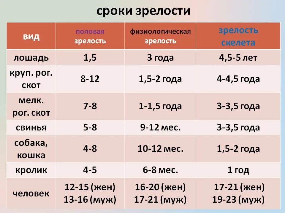 Возраст полового созревания котов. Возраст половой зрелости. Период полового созревания у кошек. Половая зрелость у кошек. До скольки лет можно заниматься сексом