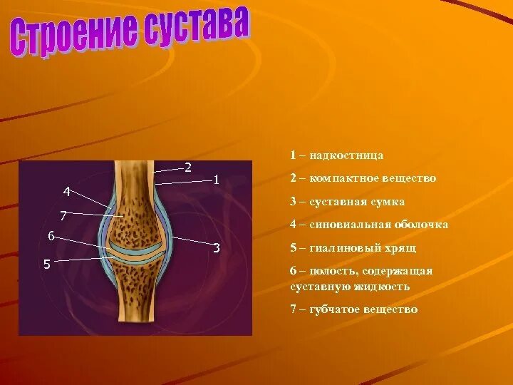 Чем покрыты суставные поверхности костей. Строение сустава. Строение кости и сустава. Строение сустава суставная сумка. Строение суставной сумки.