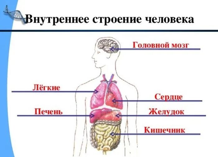 Внешнее строение человека 2. Организм человека схема 3 класс. Органы человека схема 3 класс. Схема внутренних органов человека 3 класс. Внутреннее и внешнее строение человека 2 класс.