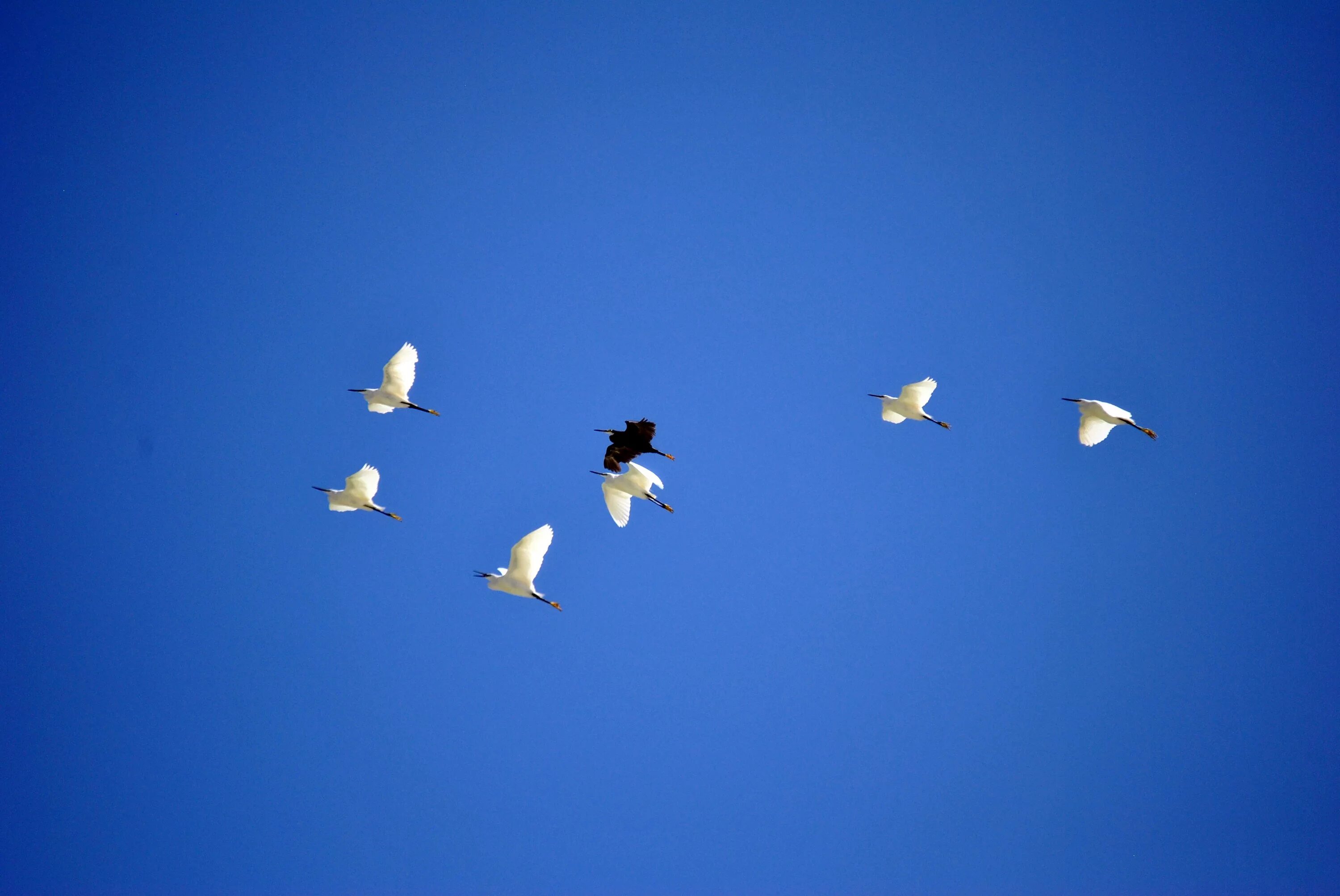 Птицы в небе. Голубое небо с птицами. Миграция птиц. Птицы в синем небе.