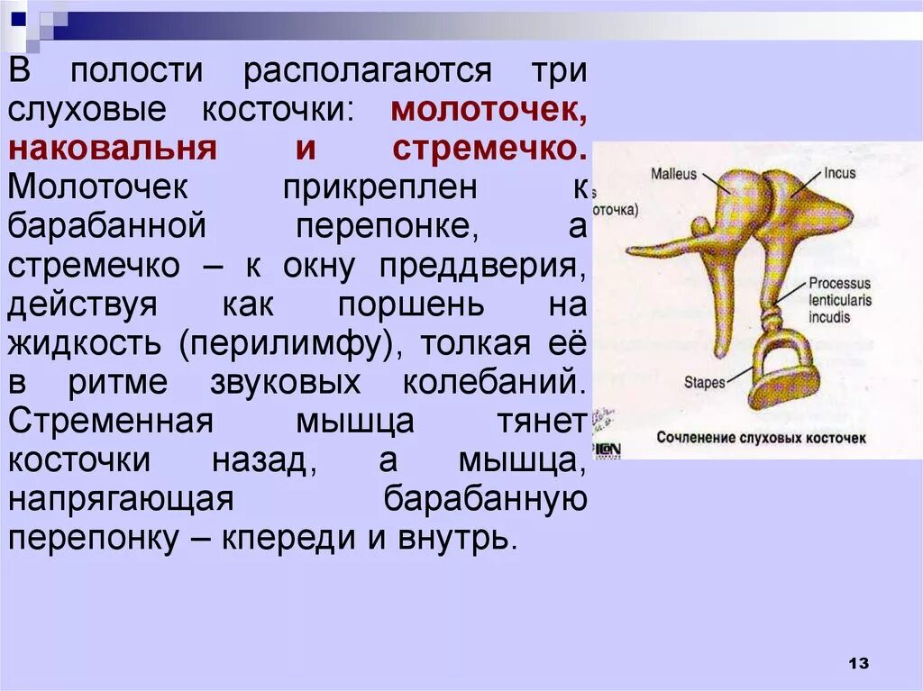 Слуховые косточки расположены в каком ухе. Функции слуховых косточек молоточка наковальни и стремечка. Слуховая косточка стремечко. Молоточек наковальня стремечко функции. Строение уха молоточек наковальня.