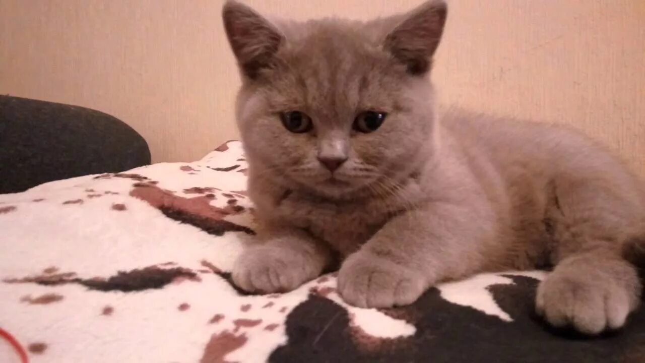 Питомник Британских короткошерстных кошек Серый призрак - Помет Л от Генриетты-г