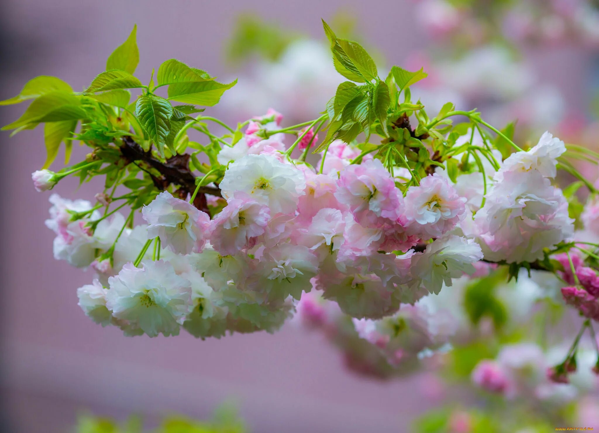 Цветущее дерево кустарник. Цветущее дерево кустарник. Муссенда филиппинская. Кустарник красивоцветущий сакура. Цветущее дерево кустарник.