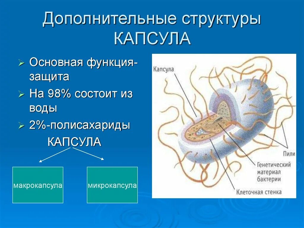 Капсула бактерий строение и функции. Структура и функции капсулы бактерий. Капсула бактериальной клетки строение и функции. Структура капсулы бактерий. Бактерия строение функции