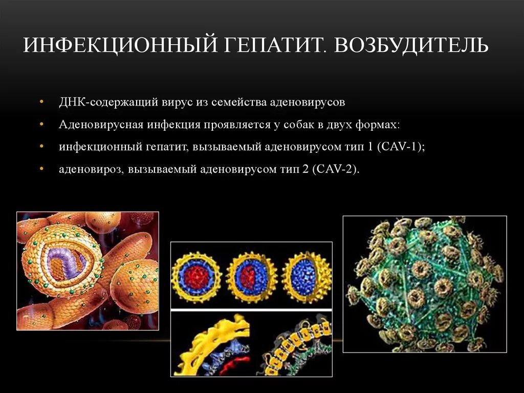 Лечение инфекционного гепатита. Возбудитель заболевания инфекции гепатит. Инфекционный (вирусный) гепатит плотоядных. Вирусный гепатит утят возбудитель. Вирус гепатита с возбудитель.