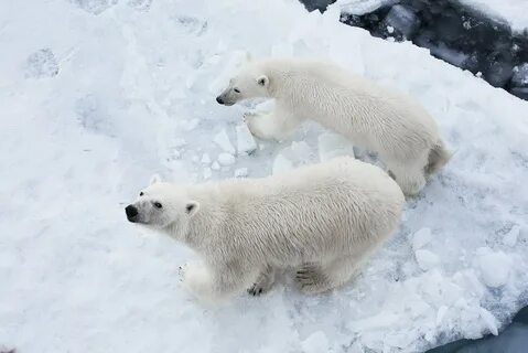 Only arctic