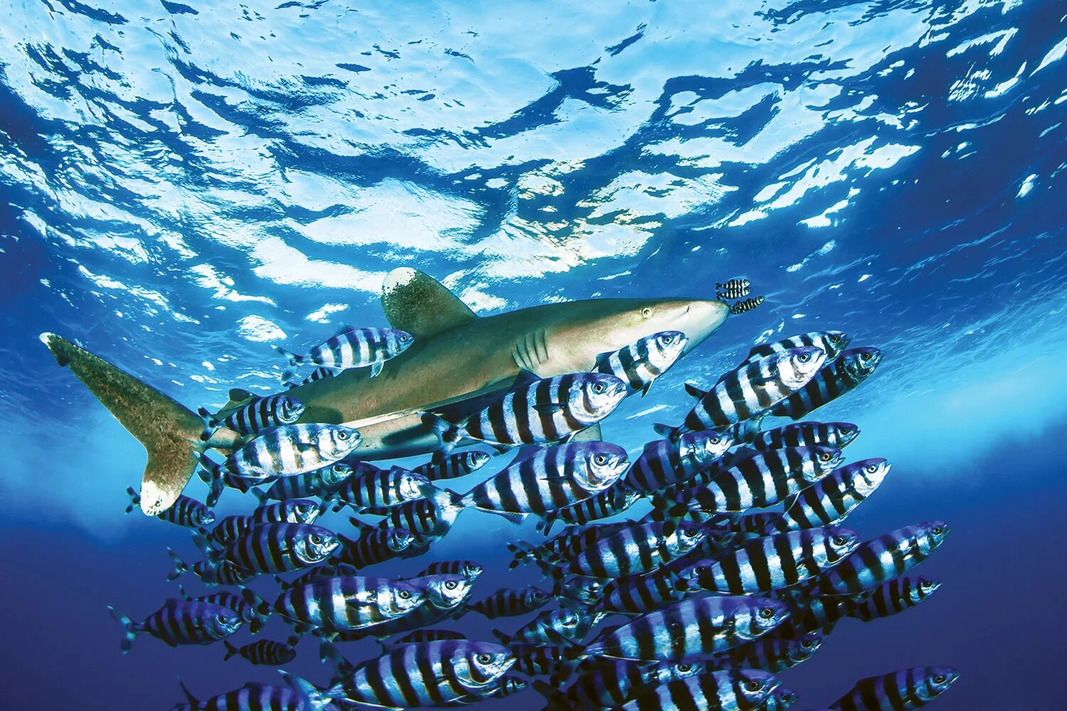 Комменсализм акула и рыба лоцман. Рыба пилот. Рыба лоцман. Акула и рыба лоцман симбиоз. Акула и рыба комменсализм.