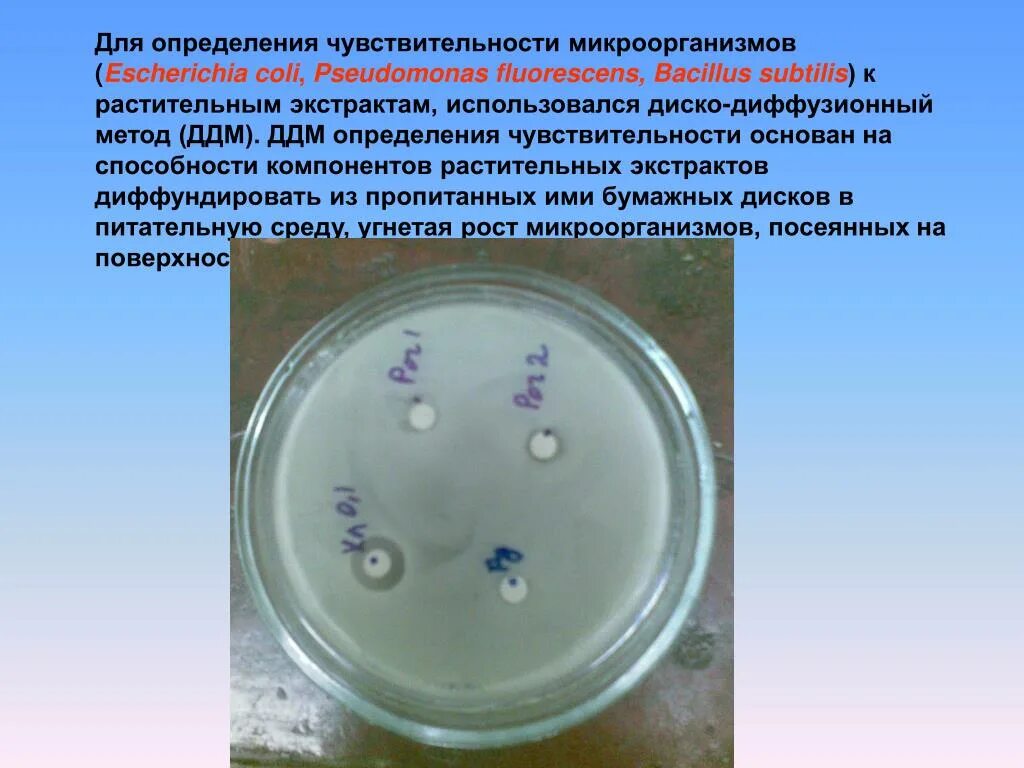 Экспериментатор решила установить какое количество бактерий. Определение чувствительности микроорганизмов. Определение чувствительности бактерий к антибиотикам. Чувствительность микробов к антибиотикам определяется. Чувствительность бактерий к бактериофагам.