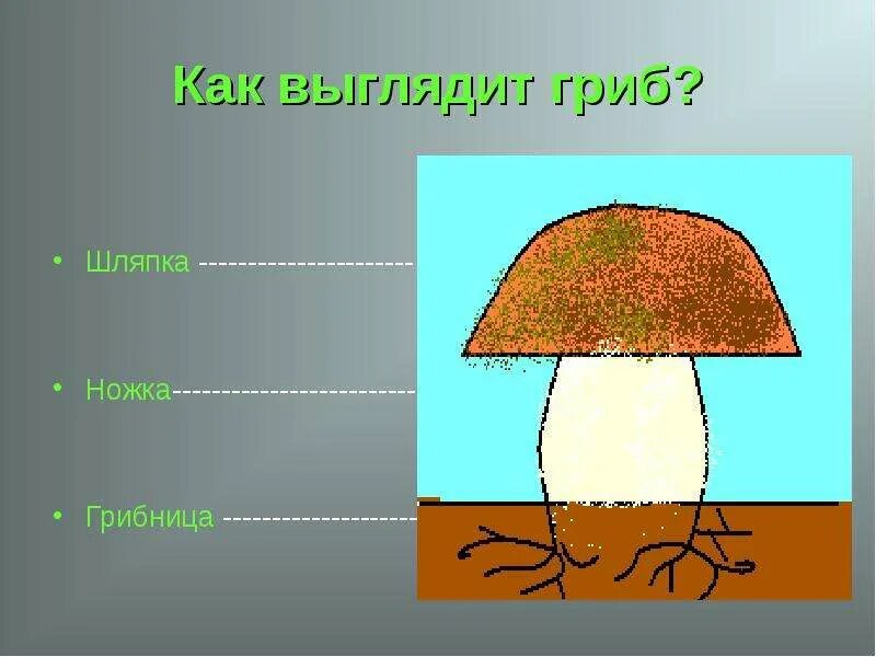 Шляпка гриба предложение. Гриб шляпка ножка грибница. части гриба 1 класс. схема гриба с грибницей для дошкольников. схема гриба шляпка, ножка, грибница.