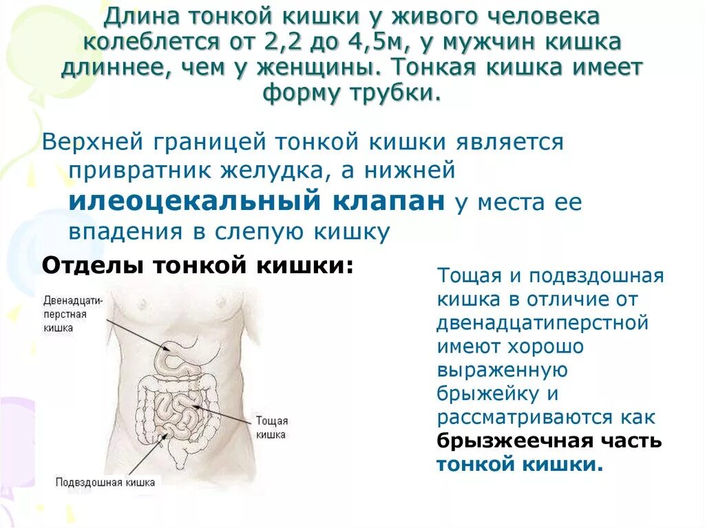 Дл на тгкого кишечника. Доинна тонкого кишечник. Длина тонкой кишки у взрослого человека.