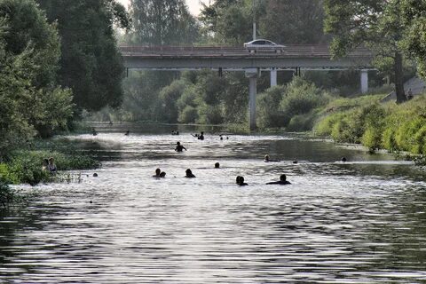 Дубна вербилки