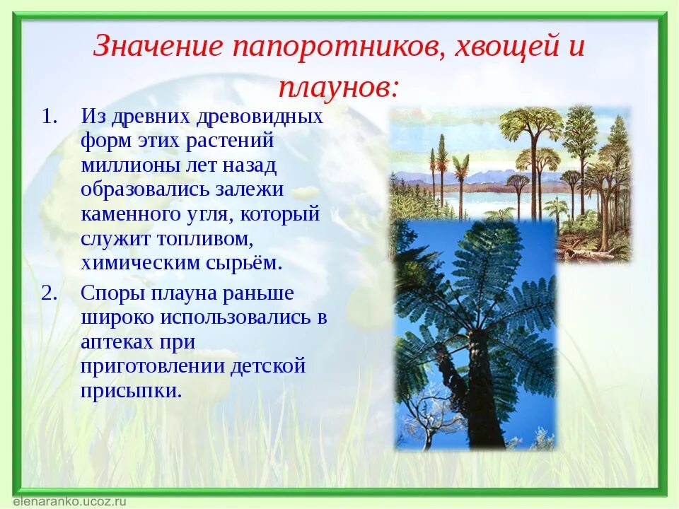 Значение древних папоротниковидных в природе. Значение папоротников хвощей и плаунов. Плауны папоротники. Плауны хвощи папоротники. Многообразие папоротников плаунов хвощей.