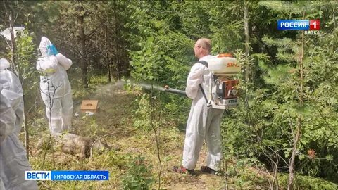 Африканская чума брянская область