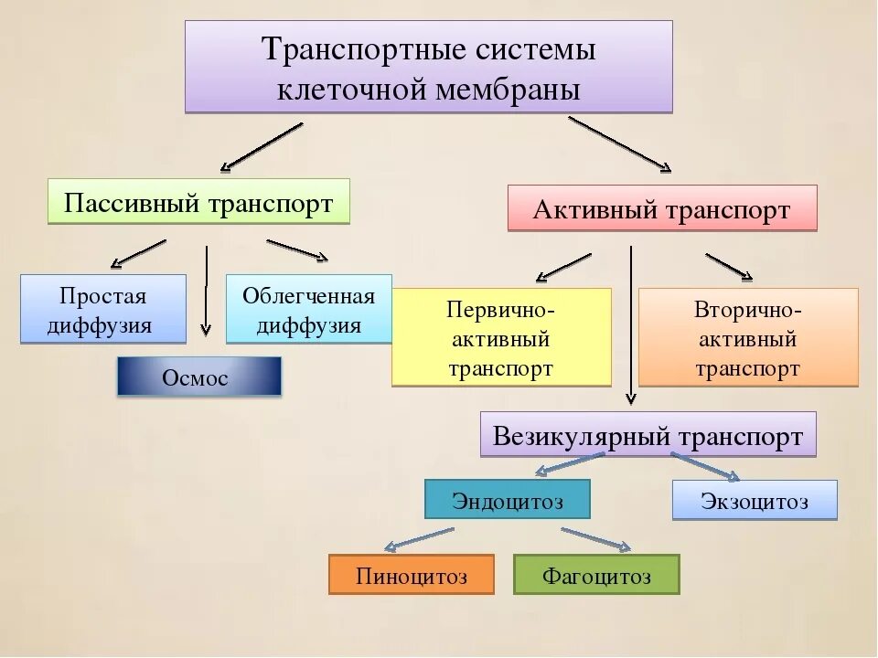 Типы вещества биология. Виды транспорта через клеточную мембрану схема. Типы клеточного транспорта. Классификация транспорта веществ через мембраны.