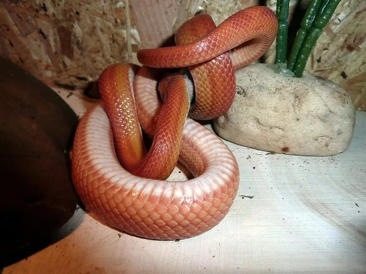 Corn Snake Pantherophis guttatus formerly Elaphe guttata E. Flickr
