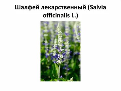 Лекарственная на латинском