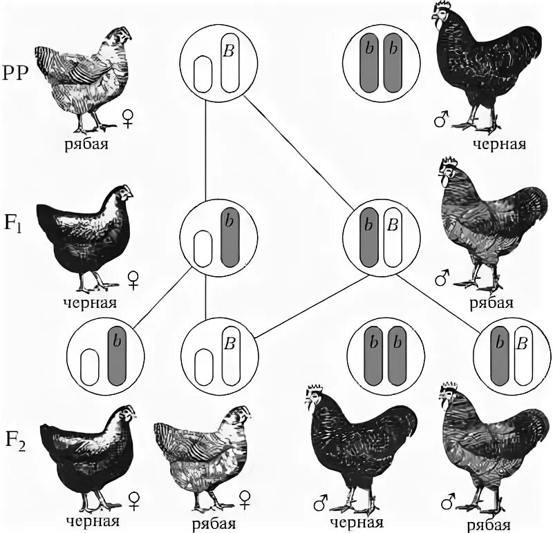 Пол у птиц хромосомы. Наследование окраски оперения у кур. Наследование признаков у кур. Схема скрещивания кур. Половые хромосомы курицы.