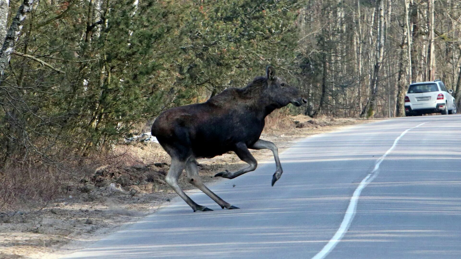 Дикие животные на дороге. Лось. Дикий Лось.