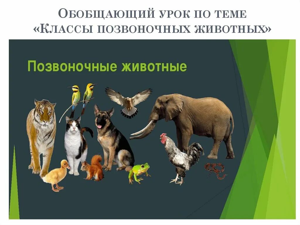Контрольная работа по теме позвоночные животные 7. Животные (обобщающий урок). классы позвоночных животных. обобщающий урок по животные 8 класс. обобщающий урок по теме животные 3 класс.